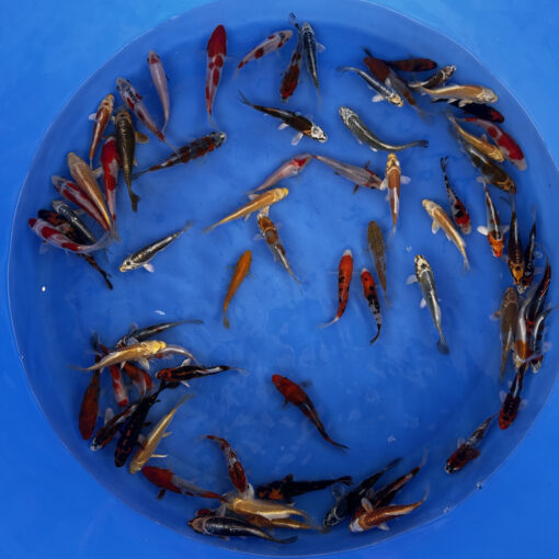 Japonske-koi-import2025-02-01