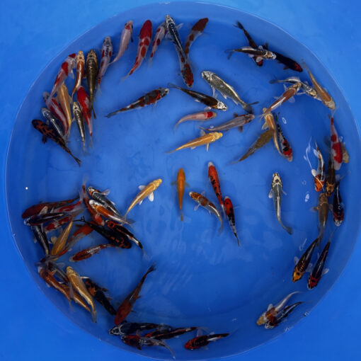 Japonske-koi-import2025-02-02