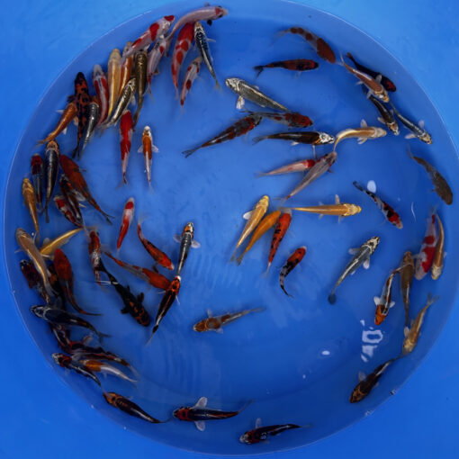 Japonske-koi-import2025-02-03