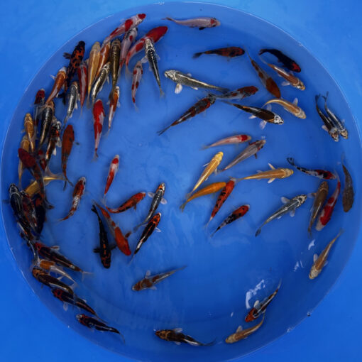 Japonske-koi-import2025-02-04