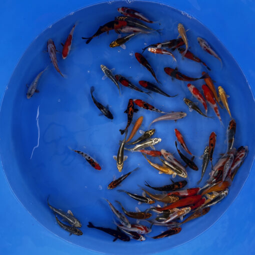 Japonske-koi-import2025-03-02