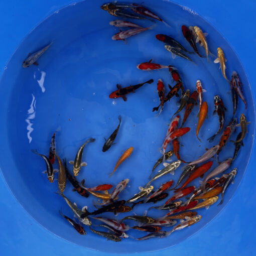 Japonske-koi-import2025-03-03