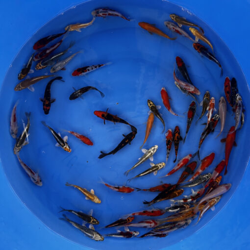Japonske-koi-import2025-03-04