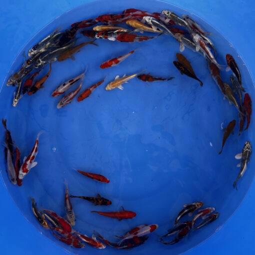 Japonske-koi-import2025-04-01