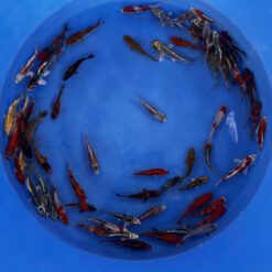 Japonske-koi-import2025-04-02