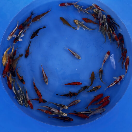 Japonske-koi-import2025-04-02