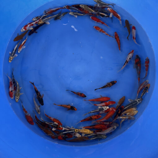 Japonske-koi-import2025-04-03