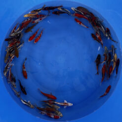 Japonske-koi-import2025-04-04