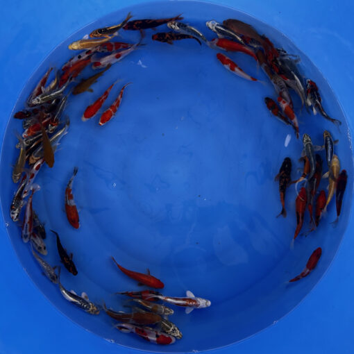 Japonske-koi-import2025-04-04