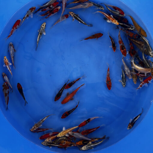 Japonske-koi-import2025-05-02