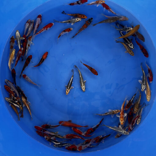 Japonske-koi-import2025-05-03