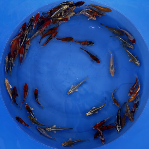 Japonske-koi-import2025-05-04