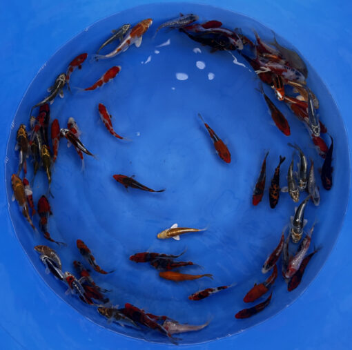 Japonske-koi-import2025-06-01