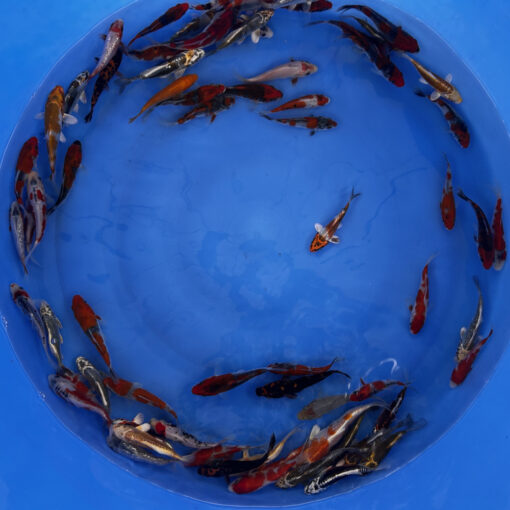 Japonske-koi-import2025-06-02