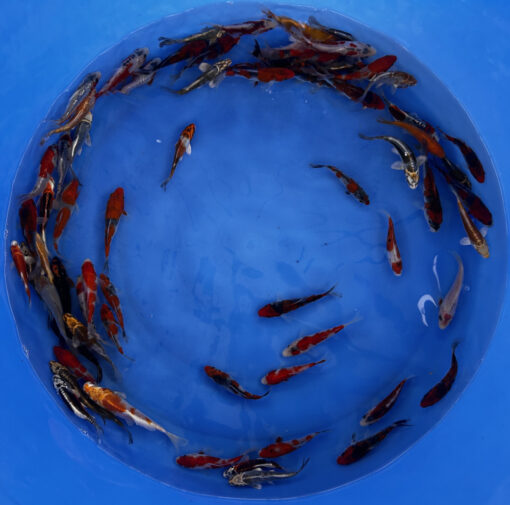 Japonske-koi-import2025-06-03