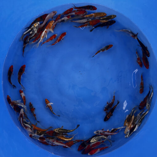 Japonske-koi-import2025-06-04