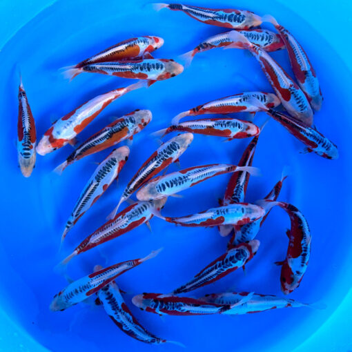 Japonske-koi-import2025-08