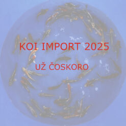 Japonske-koi-import2025