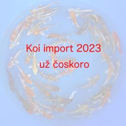 Japonske_koi_import_2023