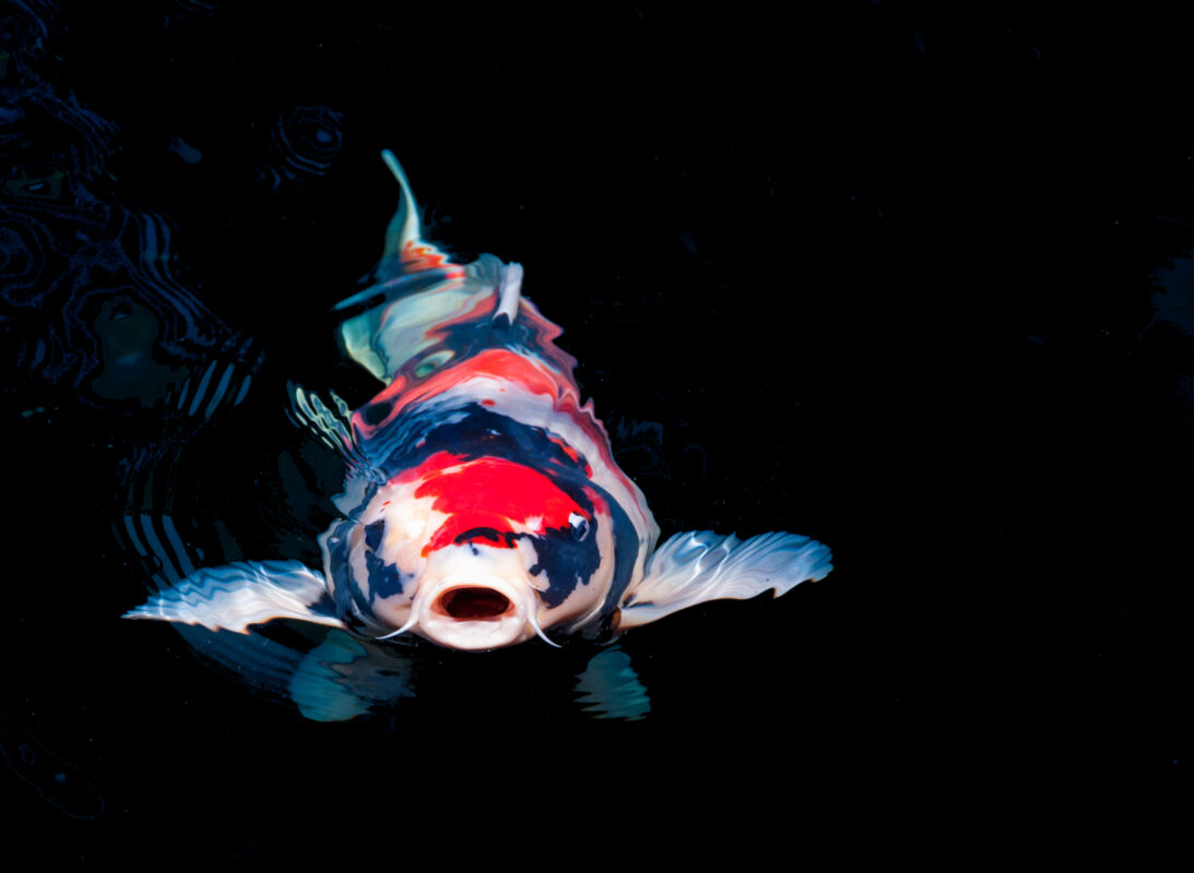 Koi ryba plávajúca v čiernej vode, farebné šupiny a výrazný vzhľad.